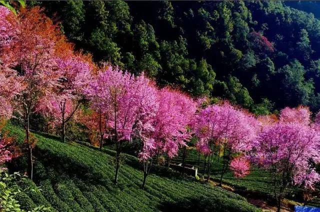 初冬,去大理无量山探秘那一片樱花谷美景