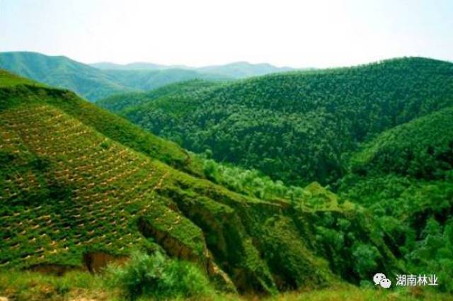 山区脱贫,希望在山,关键在林.