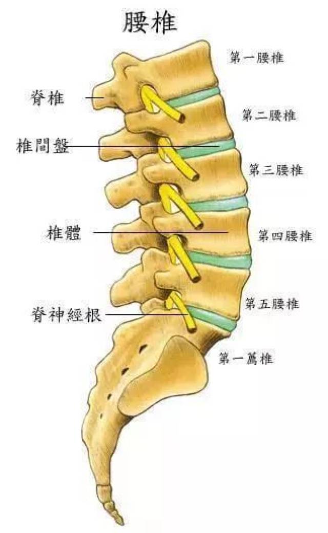 腰椎的 三关节复合体中的椎间盘的 后关节退变,不能维持 脊柱的稳定
