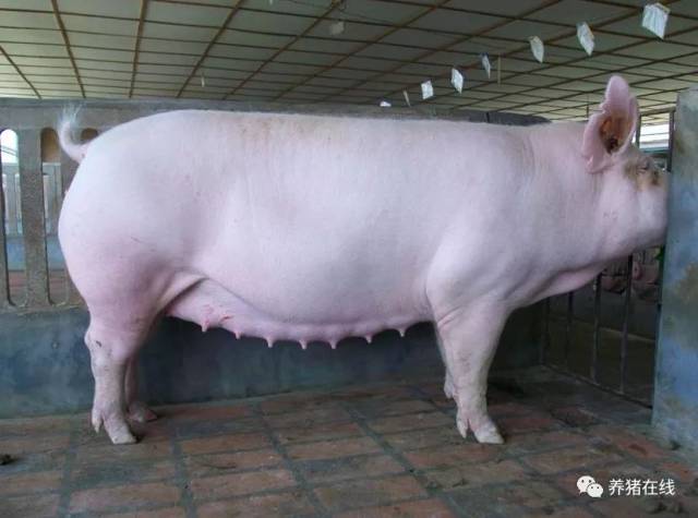 3,公猪诱导:合理使用公猪,公猪能够刺激母猪的神经,促进激素的分泌