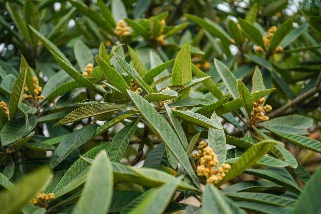 枇杷蜜,承包了这个季节最甜蜜的期待!现在进入了采集高峰