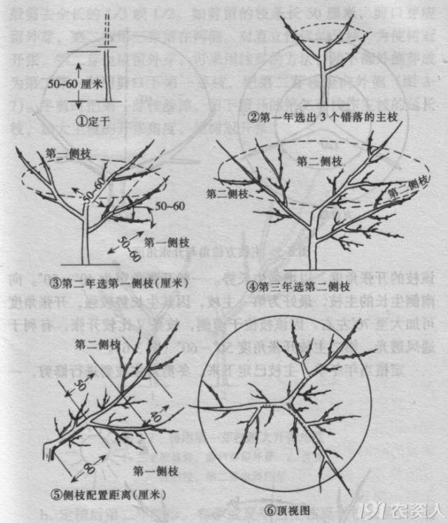 株距较大时,每个主枝上可配置2～3个侧枝或大型枝组.