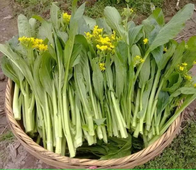 2017连州菜心节即将开锣!自由采摘连州菜心,乳胶枕头被只送不卖!