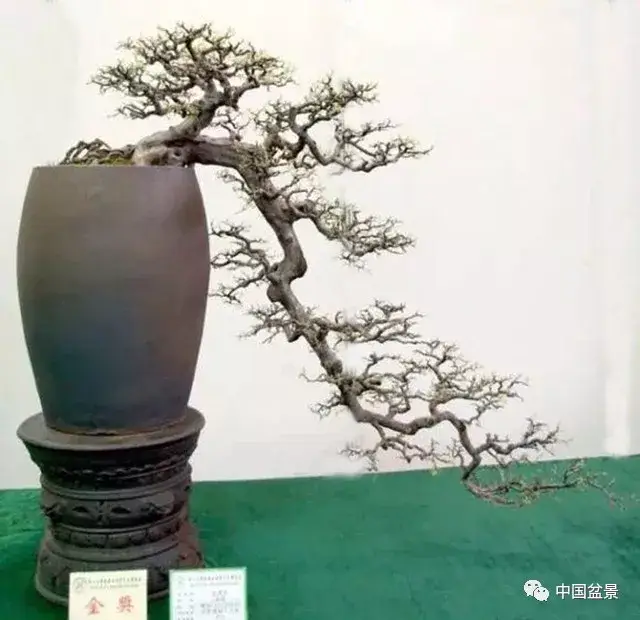 悬崖式山水盆景制作技巧与精品欣赏