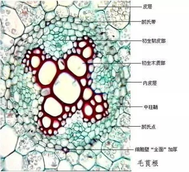 内 容 手绘版生物制图作品(例如双子叶植物根的初生结构,生物化学反应