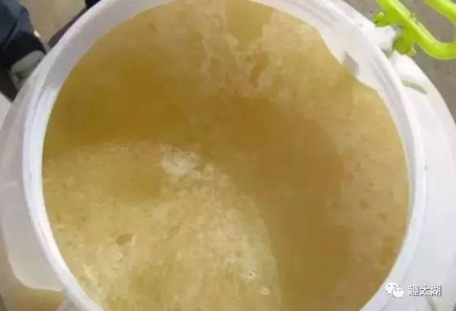 枇杷蜜,承包了这个季节最甜蜜的期待!现在进入了采集高峰