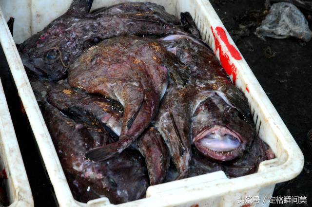 蛤蟆鱼也叫安康鱼,现在季节大量上市,个头都很大.