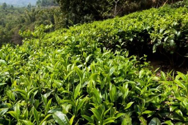 茶叶自山间茶地采摘而来,工序是一大关键.