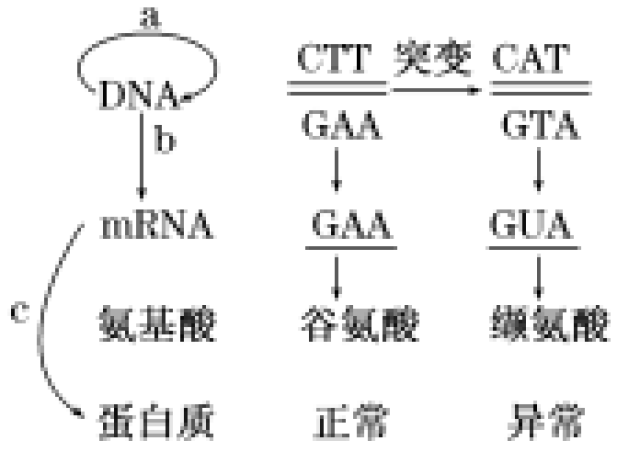 什么是基因突变为什么会基因突变 a53f7a64a8dc4034b3587e63bfa16b14.jpg