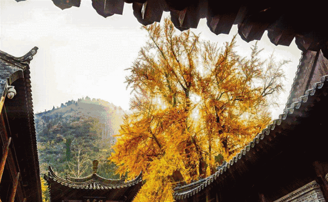 西安这座城市是五彩缤纷的 春夏秋冬都有着看不尽的美景 周四阅读