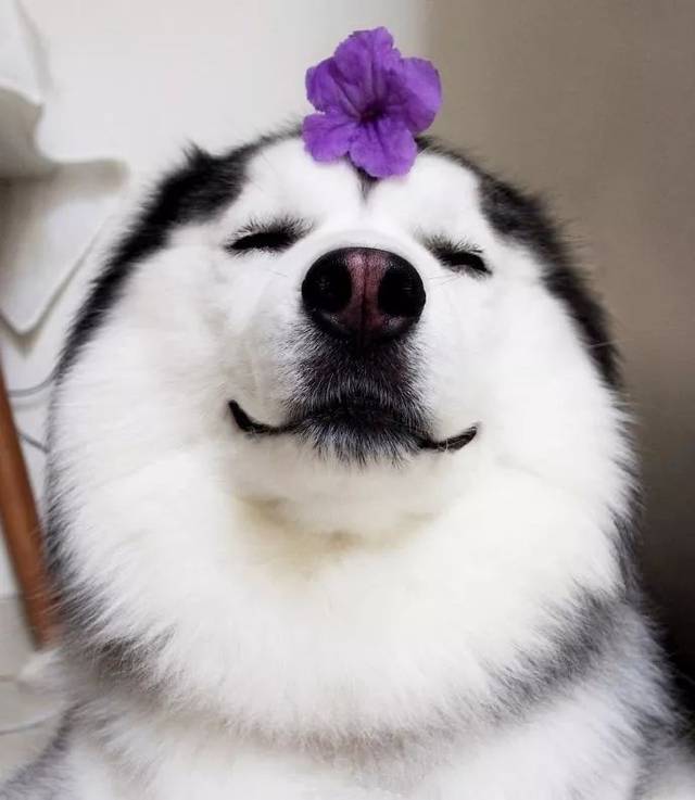 未经允许,擅自特别喜欢你,不好意思了