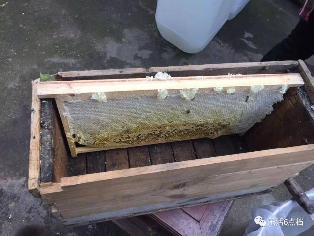 枇杷蜜,承包了这个季节最甜蜜的期待!现在进入了采集高峰