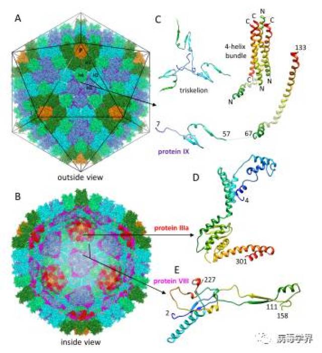 【前沿速递】 人腺病毒的微小蛋白结构的解析