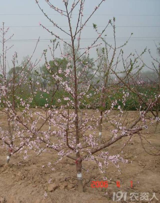 桃树各树形优缺点及修剪培养技术