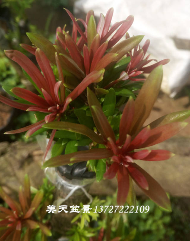 ޺Ʒ3ȶѿƷ