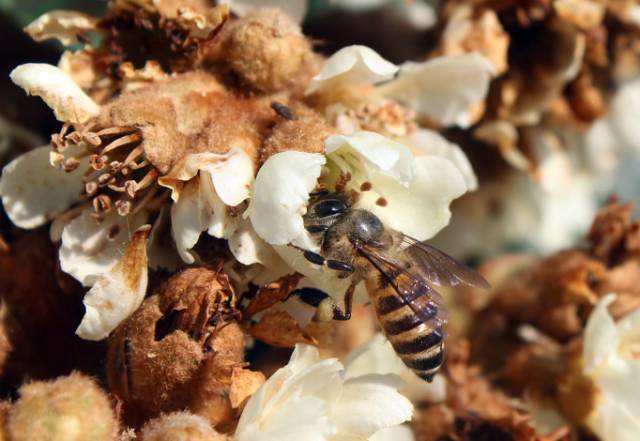 枇杷蜜,承包了这个季节最甜蜜的期待!现在进入了采集高峰