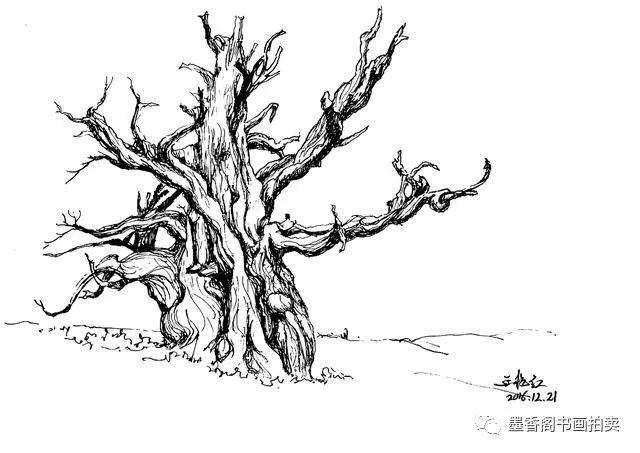 钢笔速写|树的画法
