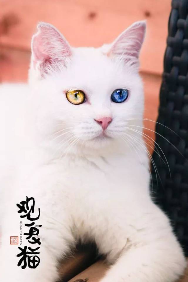 猫图附后 | 绝世秘笈,重出江湖《蓝毛毛找猫》23:猫衣