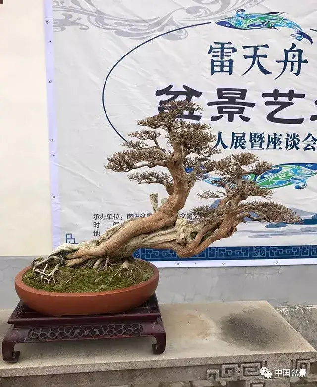 这几天在河南南阳参加雷天舟老师的个人盆景展,顺便到河南各地参观