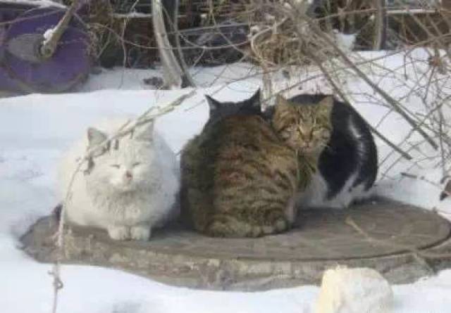 流浪猫是这样过冬天的.北方下雪了,如果可以.请.
