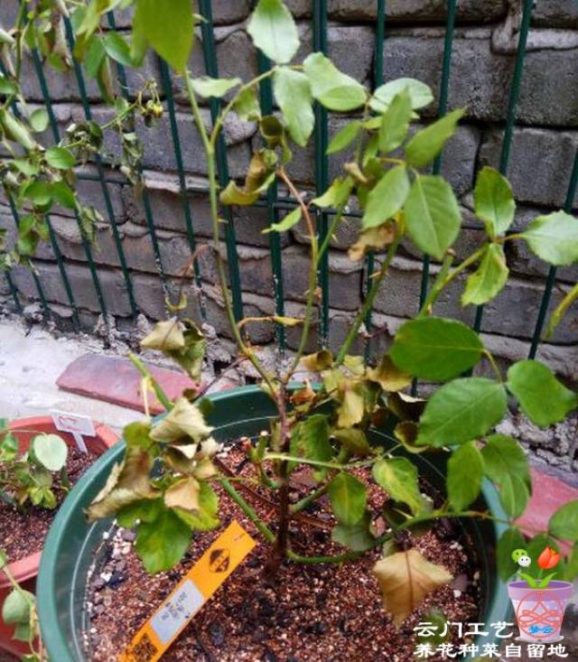 月季施肥过多烧根了怎么办?