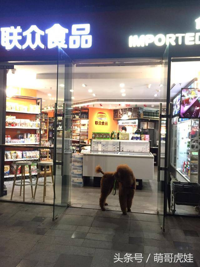 捡屎娘晚上下楼买宵夜,大贵宾虎娃护驾,一路护送到超市门口,捡屎娘