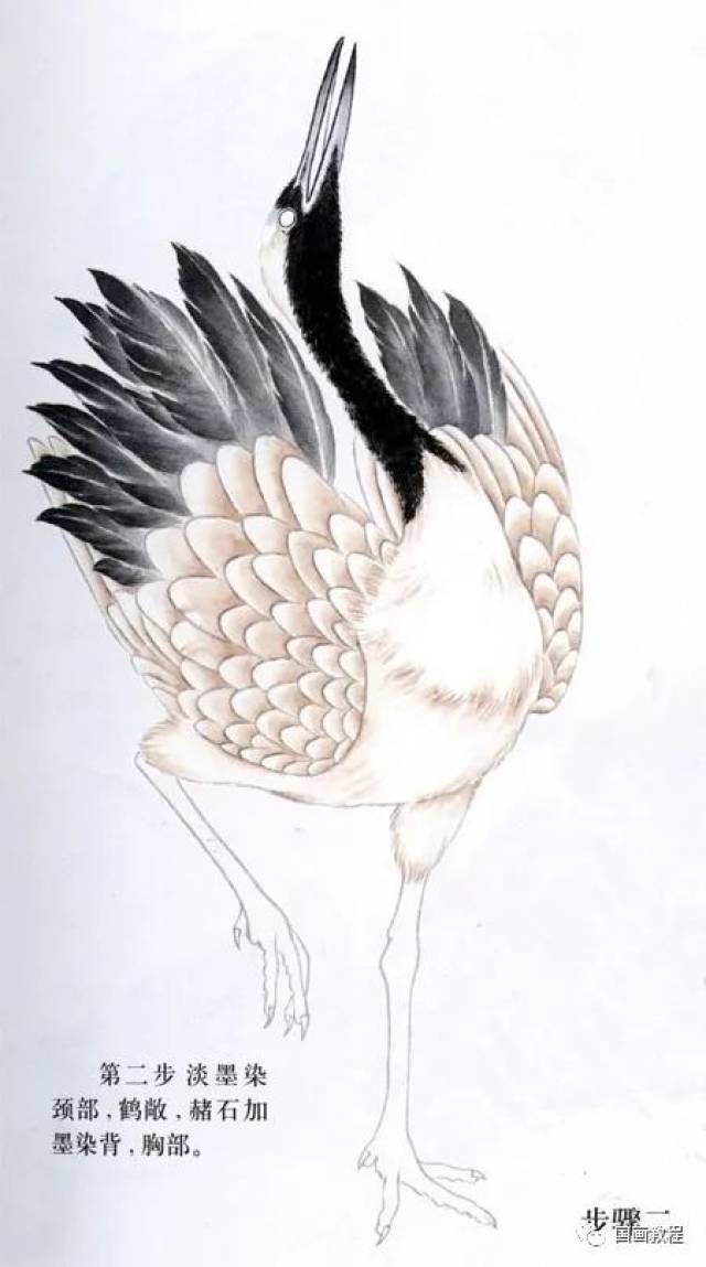 松鹤画法集锦(太全了,转发收藏了~)