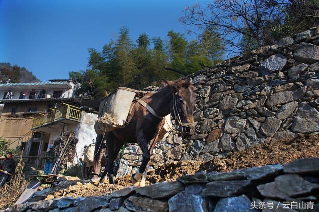 皖南古村落崎岖山路上的骡子,在平原地带已很难见到