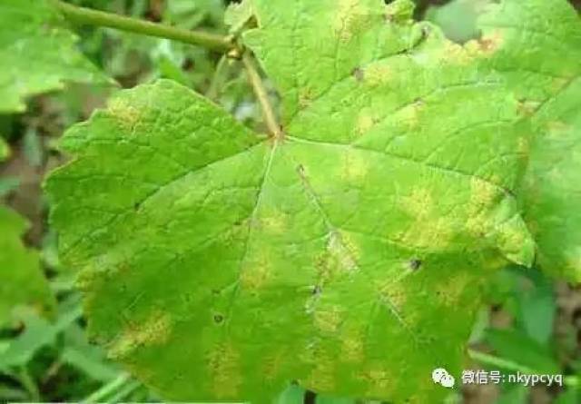 最全的葡萄病害高清对照图以及种植管理技术