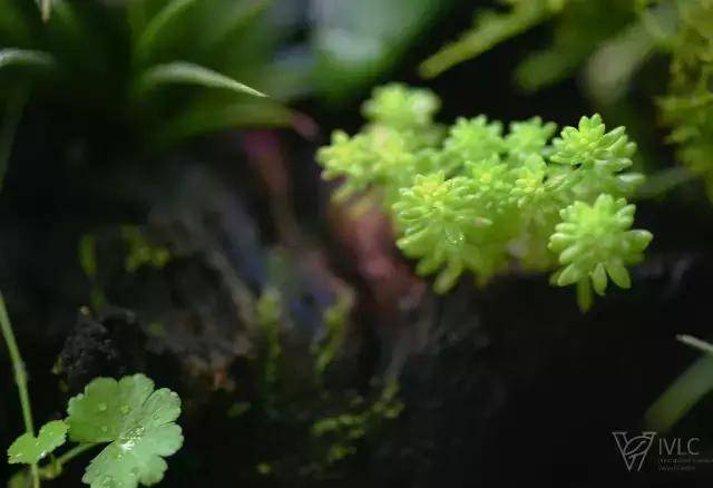 雨林缸苔藓 4614f168dce748268a8a8d6181a3f021.jpeg