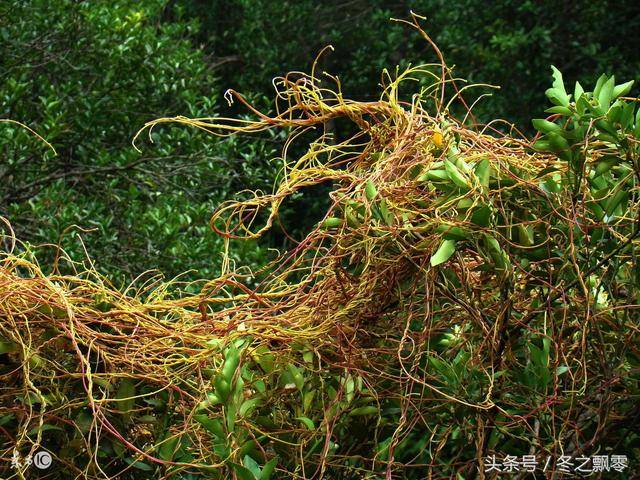 补肾壮阳全部大全请看这里收藏一生有用