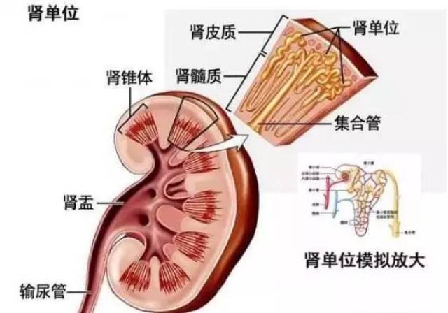 肾部生理结构图