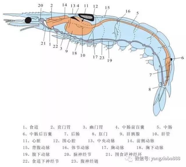 操作技能测试时,要进行南美白对虾解剖,贩掷 .