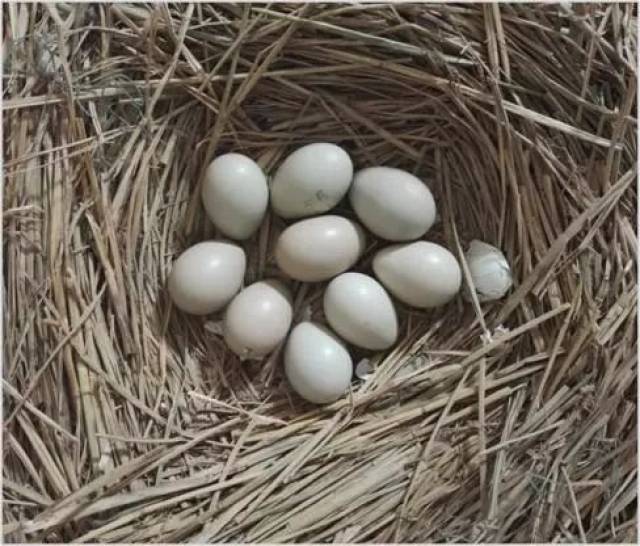 刚出生一天的褐马鸡有多萌?太原动物园给这些