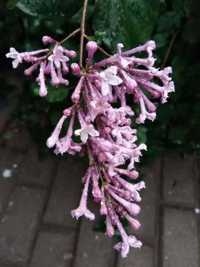 今年7月份,在小区里拍的丁香花,刚下过雨—可心