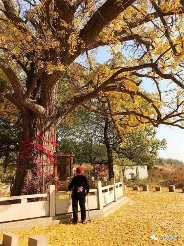 去普安禅寺许个愿,和你一起在千年银杏树下祈福