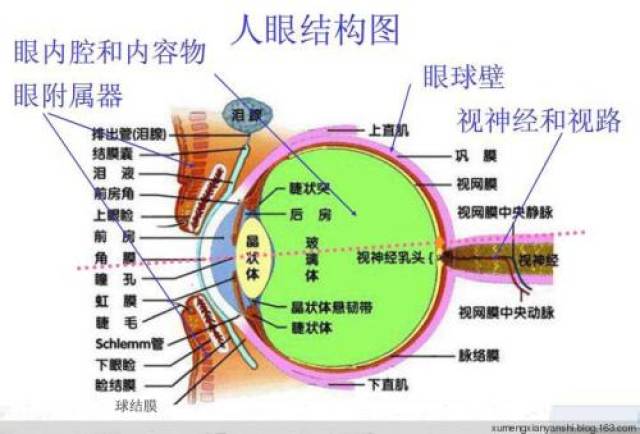 眼管家:人的眼睛是由什么组成的?