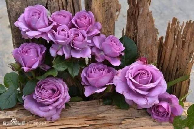 【植识】蓝紫色系月季，进来看看你认识几种?