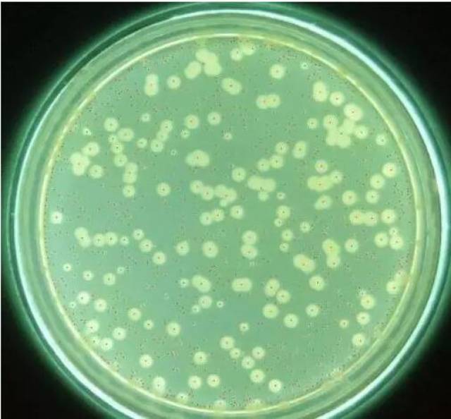 饮用水中铜绿假单胞菌的控制经验