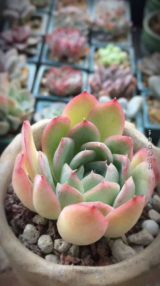 粉月影