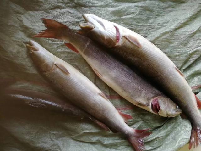 每年八月正是吃冷水鱼的季节,三花五罗之首哲罗鲑,今早出的,每条都有