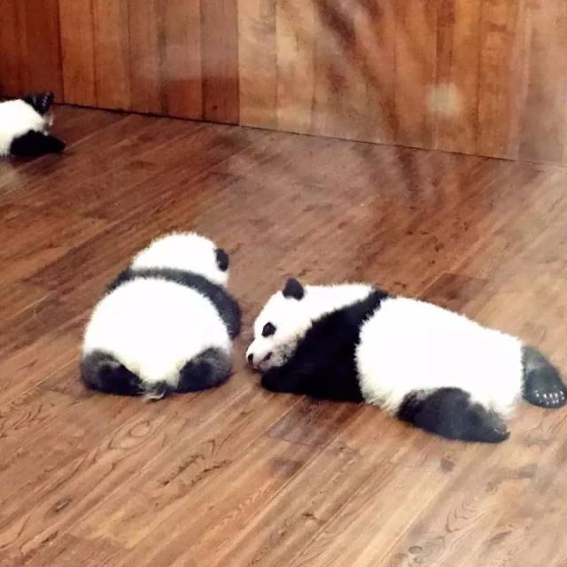 上盘在婴儿产房看到了刚出生的熊猫宝宝,一只只地趴在地上,安逸惨了!