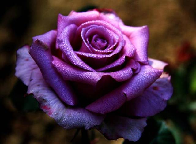 苗木生意到底要如何做下去?(图1) 苗木生意到底要如何做下去?(图1)