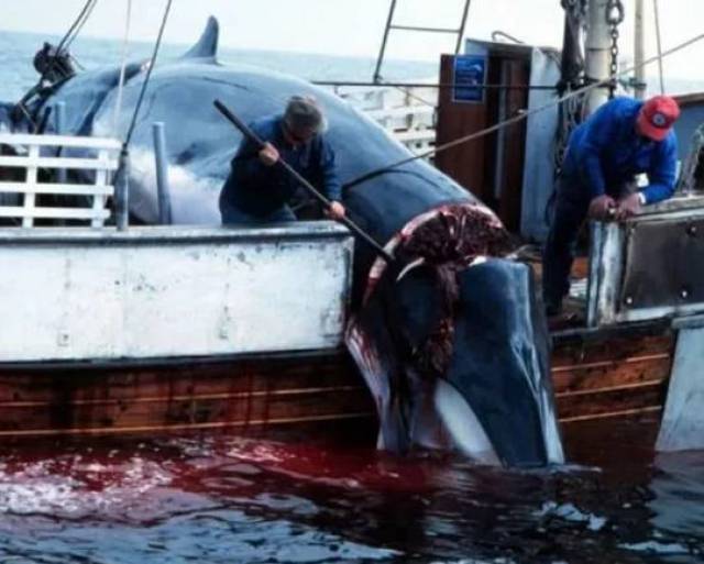 一些日本渔业组织,为了纪念捕鲸季开始,会组织日本在校学生围观宰杀