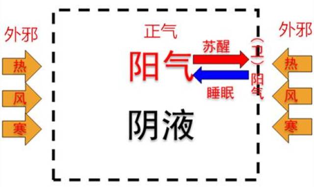 当人苏醒时,卫气分布在体表,保护人体.而当人睡觉时,卫气入里