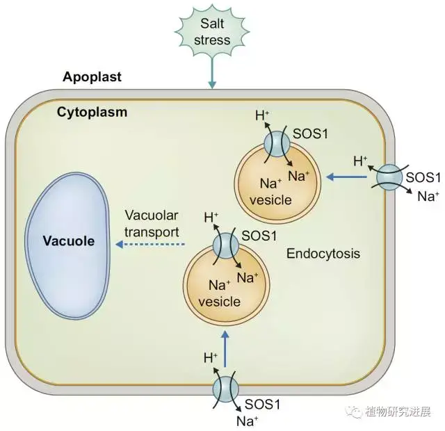 increase of vesicle accumulation in the cytosol under salt