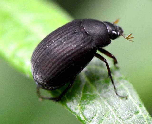 它来自波兰!上海口岸首次截获有害生物黑绒绢金龟