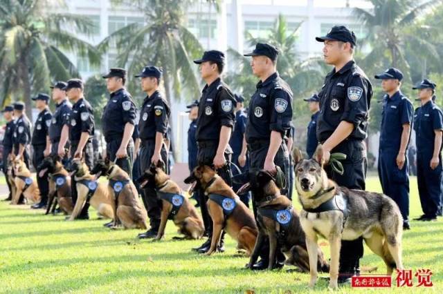 警犬技术实战对抗比武开幕式在省公安厅刑警总队警犬训练基地拉开帷幕