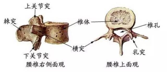 专业分享 | 脊椎病损害植物神经,哪些是常见病变部位?