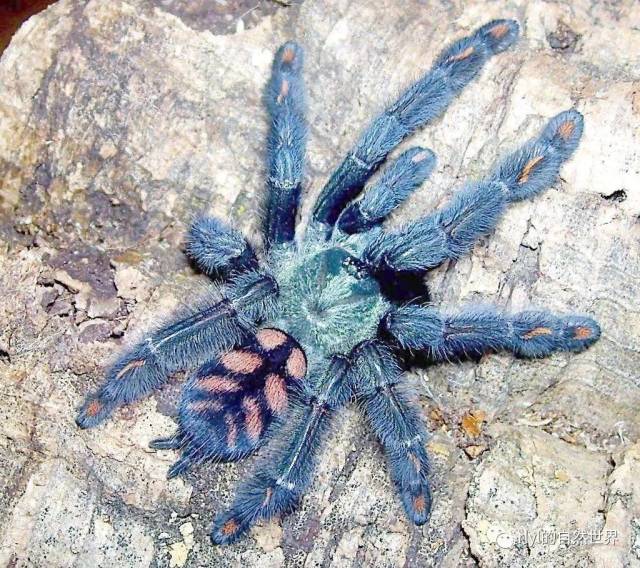 【dr. 赵的世界爬宠文献快译】养只捕鸟蛛当宠物(tarantulas as pets)